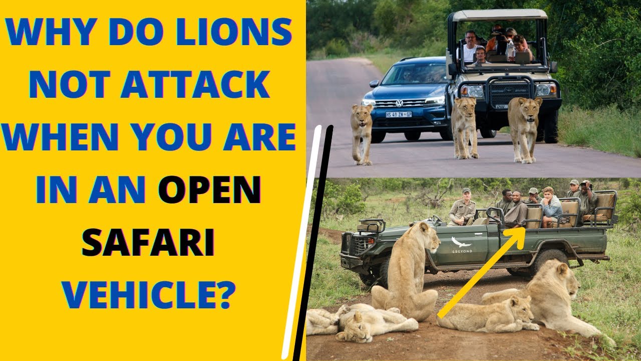 why do lions not attack when you are in a safari vehicle | open safari vehicle | this is why...?