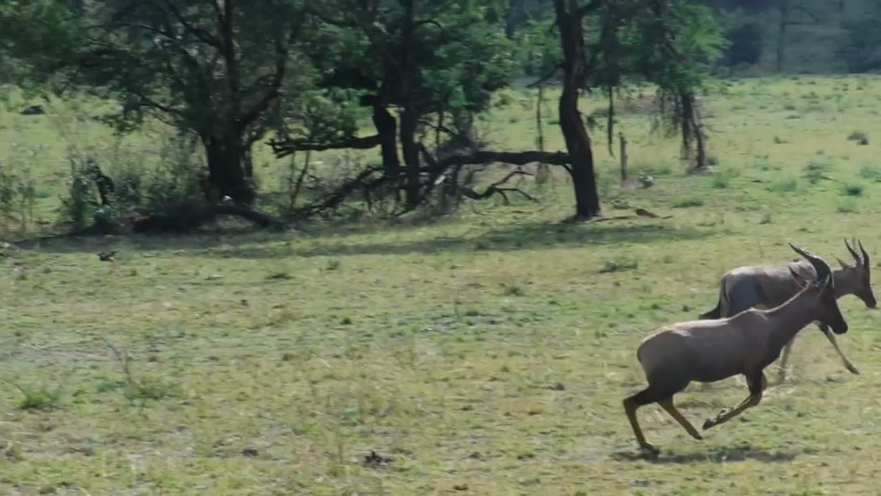 Topi Antelope at Serengeti National Park, Tanzania