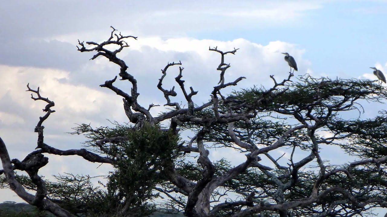 Tanzania - Scenery and Trees from a Safari