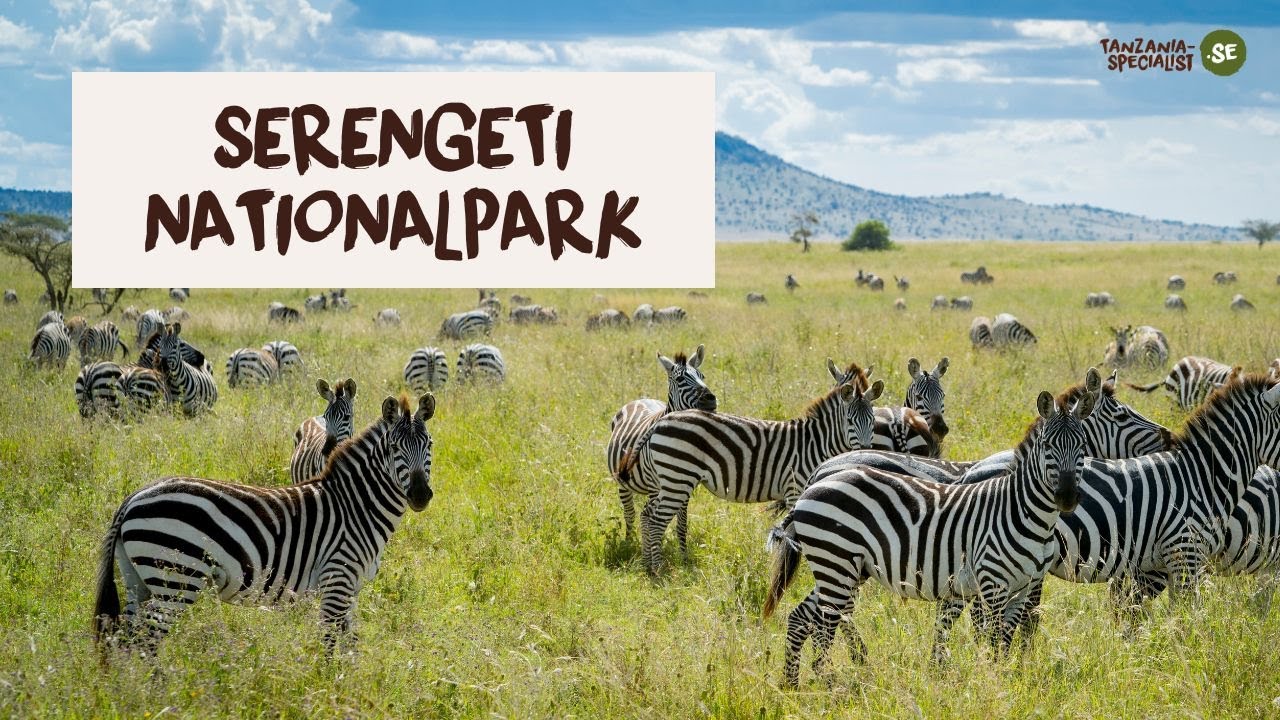 Utforska Serengeti Nationalpark med Tanzania Specialist