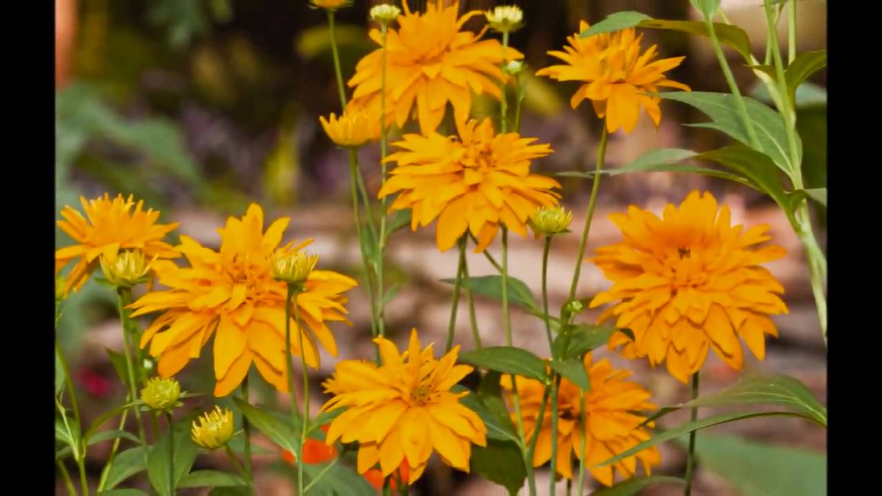 Flowers of Tanzania, January 2010