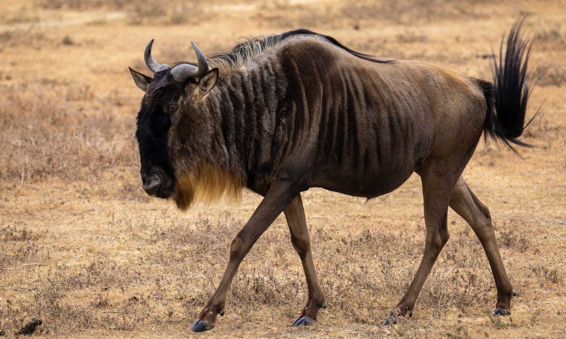 En ensam gnu som vandrar över torrt gräs.