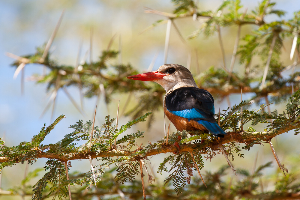 Fågel i Arusha National Park, Tanzania