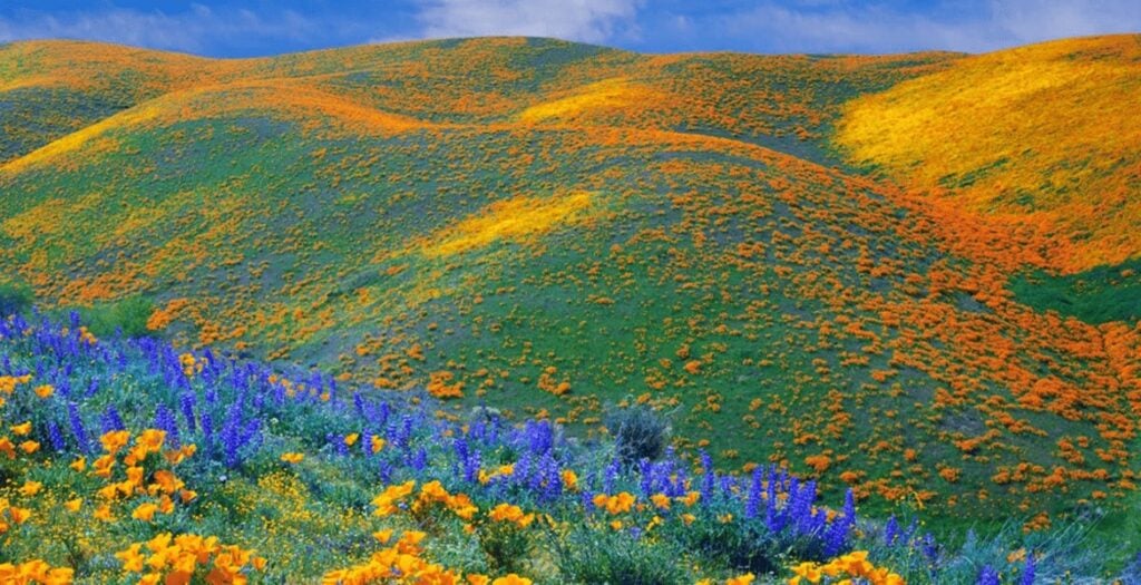 Kitulo nationalparks otroliga flora.