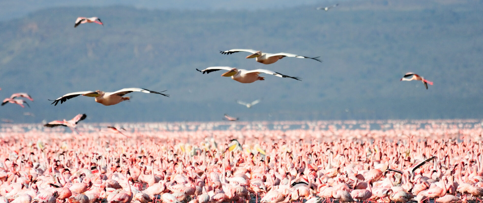 Hundratals flamingos vid Lake Manyara