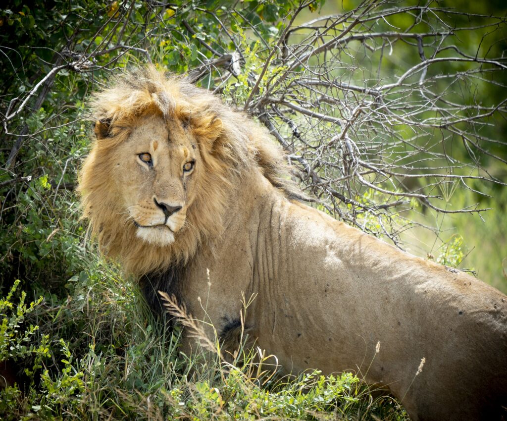Ett lejon i Serengeti nationalpark i Tanzania.