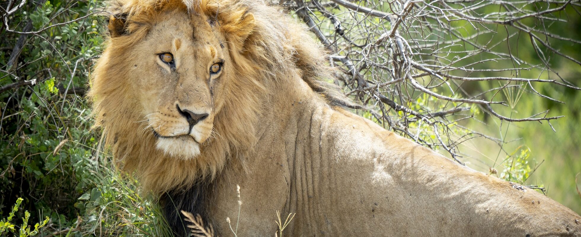 Ett lejon i Serengeti nationalpark i Tanzania.