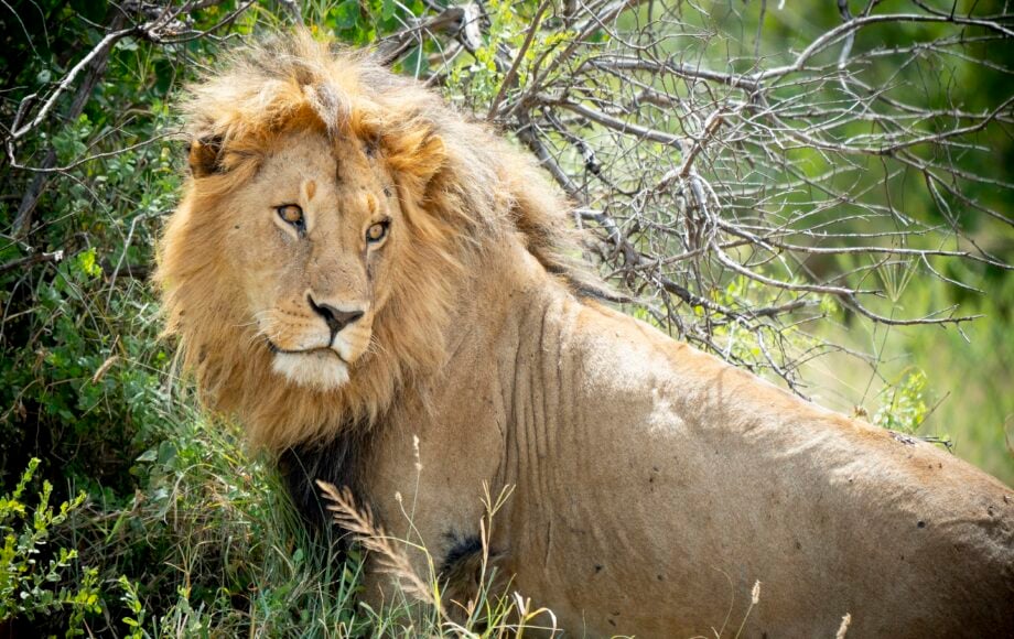 Ett lejon i Serengeti nationalpark i Tanzania.