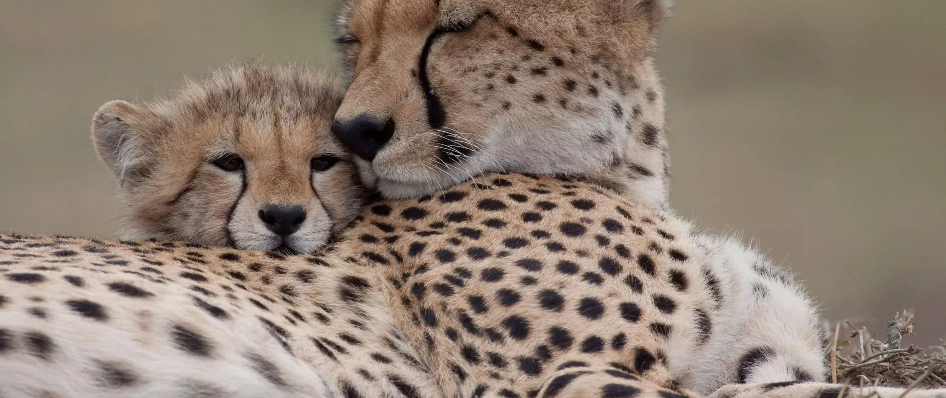 Gepardunge med sin mamma i Serengeti nationalpark, Tanzania.