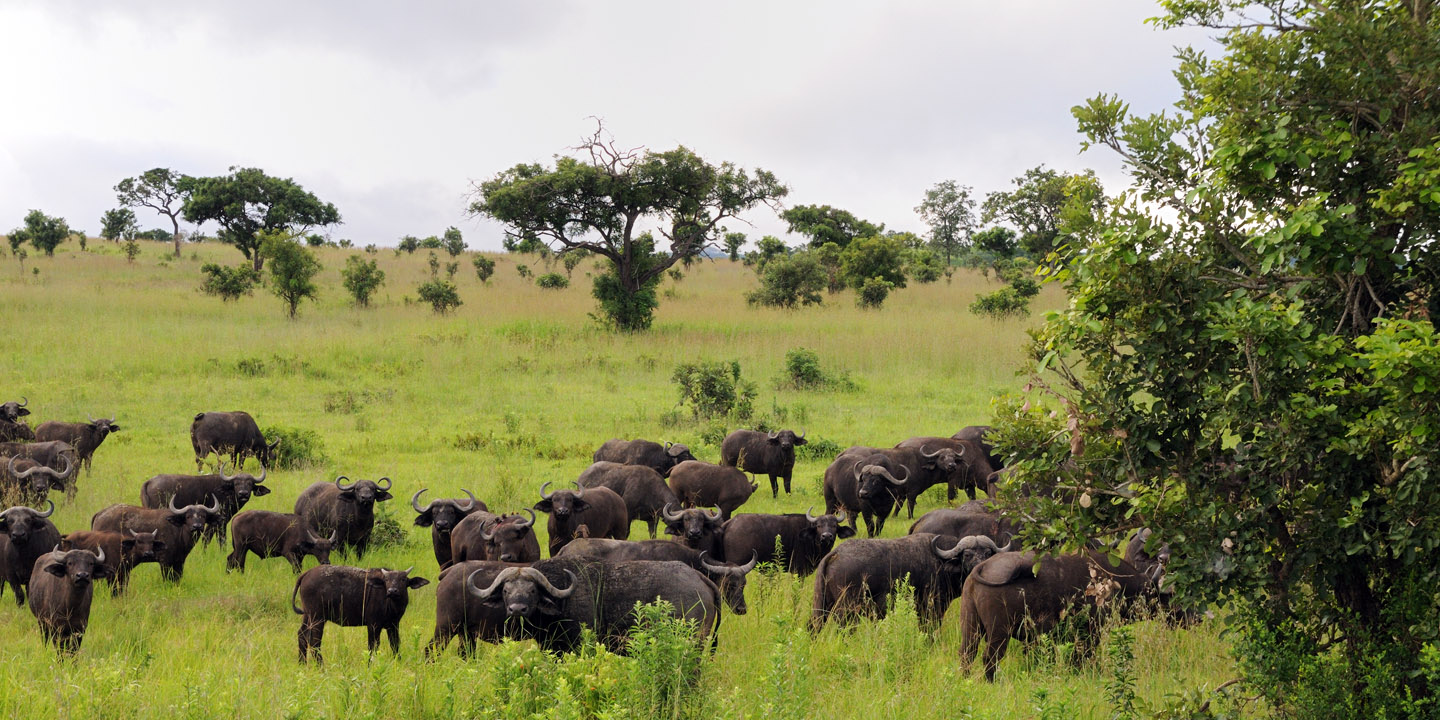 mikumi nationalpark buffel