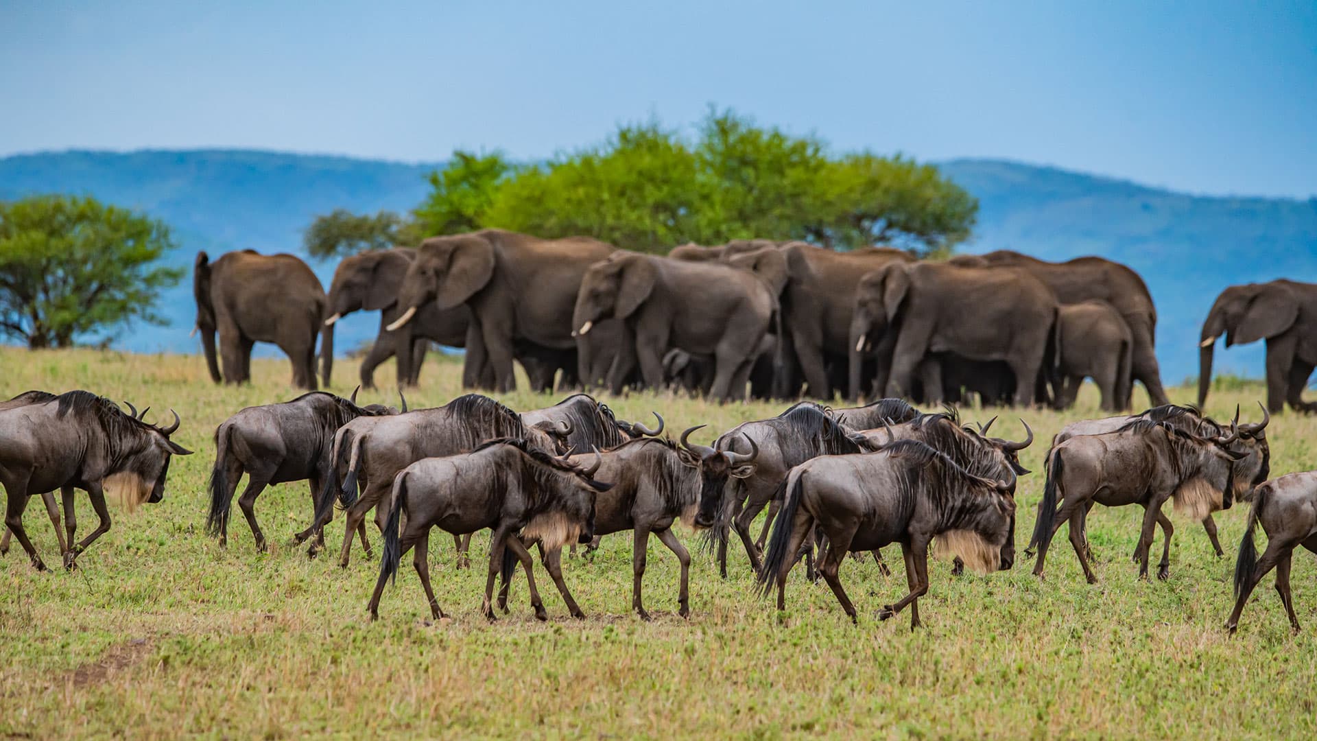 En flock med elefanter och gnuer i Tanzania