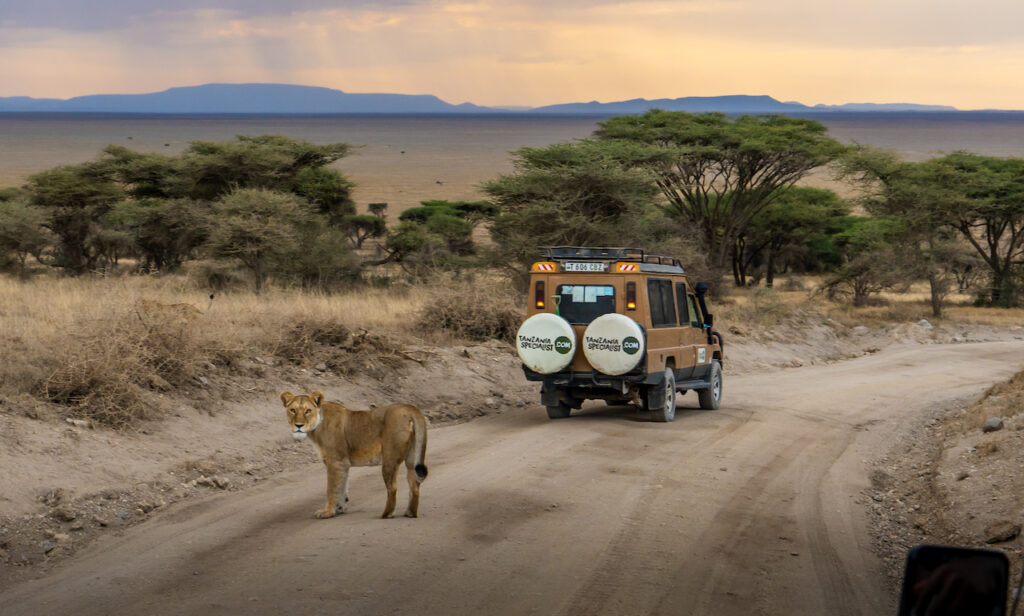 Ett lejon framför en av våra safaribilar ute på savannen