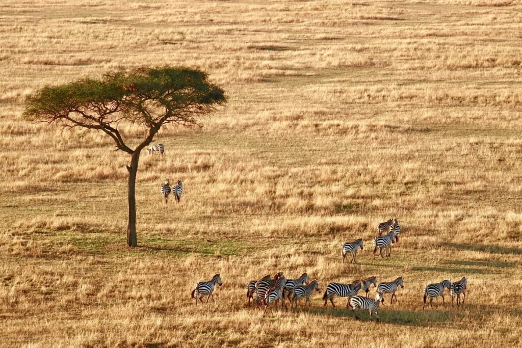 Zebror som vandrar omkring ute på savannen i Tanzania