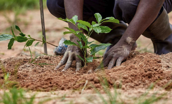 Plantering av träd