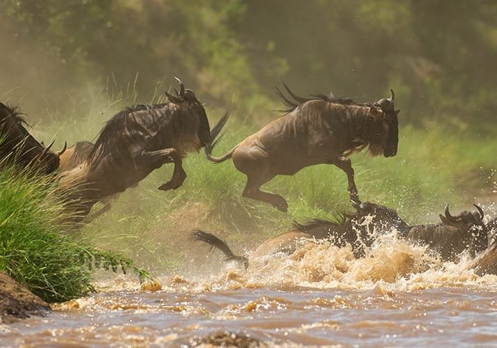 Serengeti Nationalpark (centrala väst/öst)
