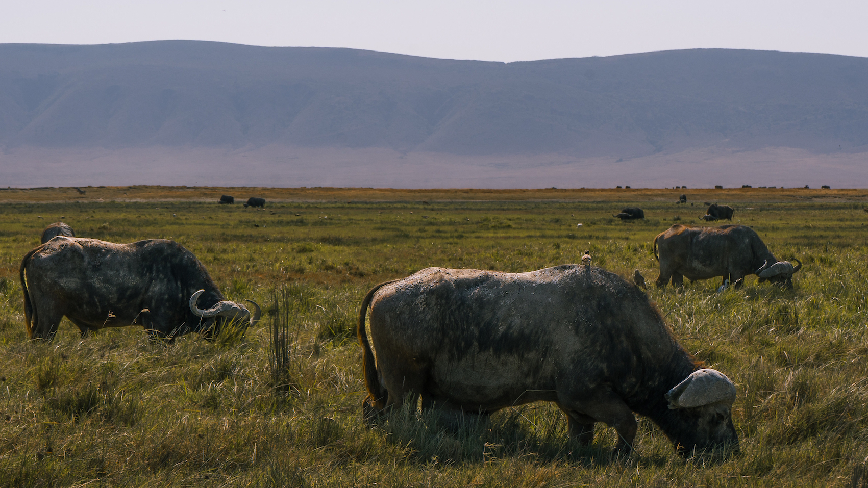 Ngorongoro-kratern – i lyxig stil!