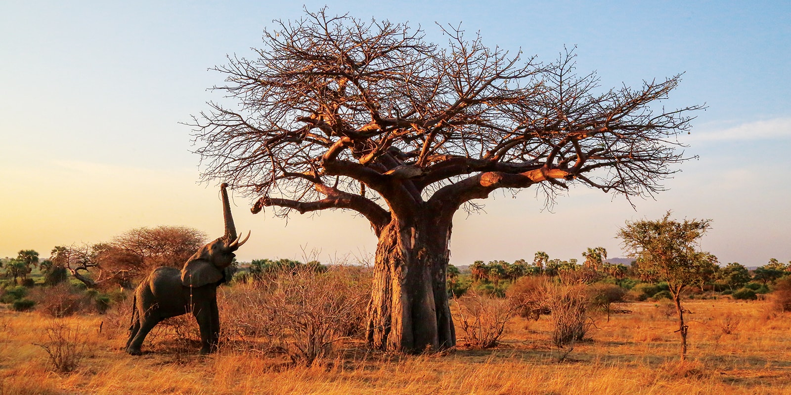 Ruaha Nationalpark