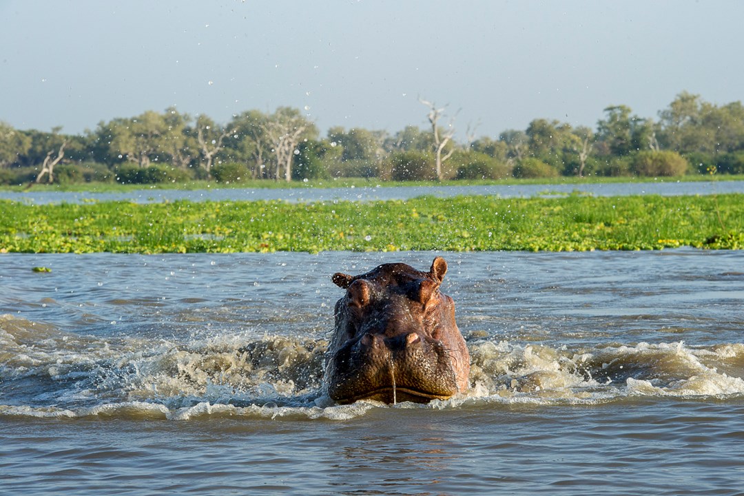 Nyerere Nationalpark