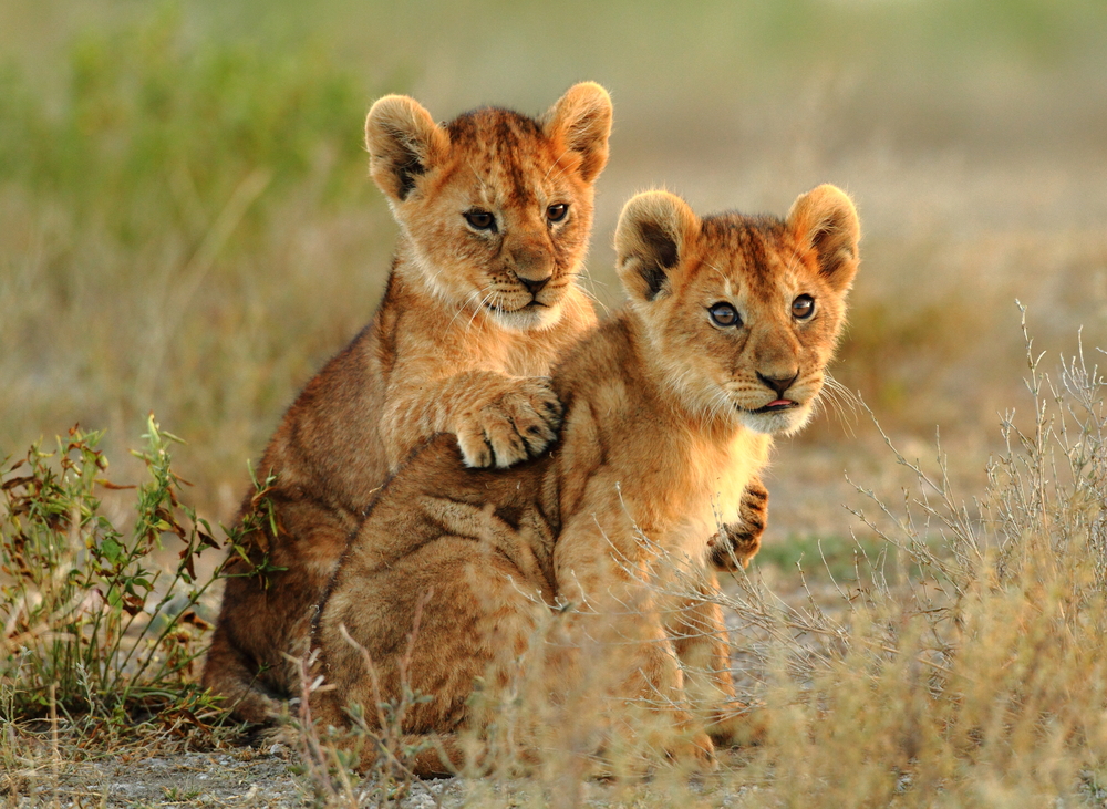 Serengeti Nationalpark i lyxig stil – via flyg