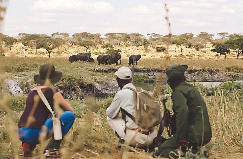 Grupp på vandringssafari i närkontakt med elefanterna i det vilda.