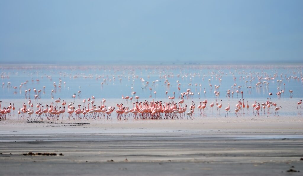 En flock flamingos samlad vid en grund sjö i Tanzania.