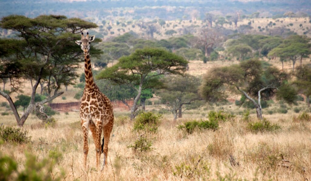 Vandringssafari i Tarangire Nationalpark