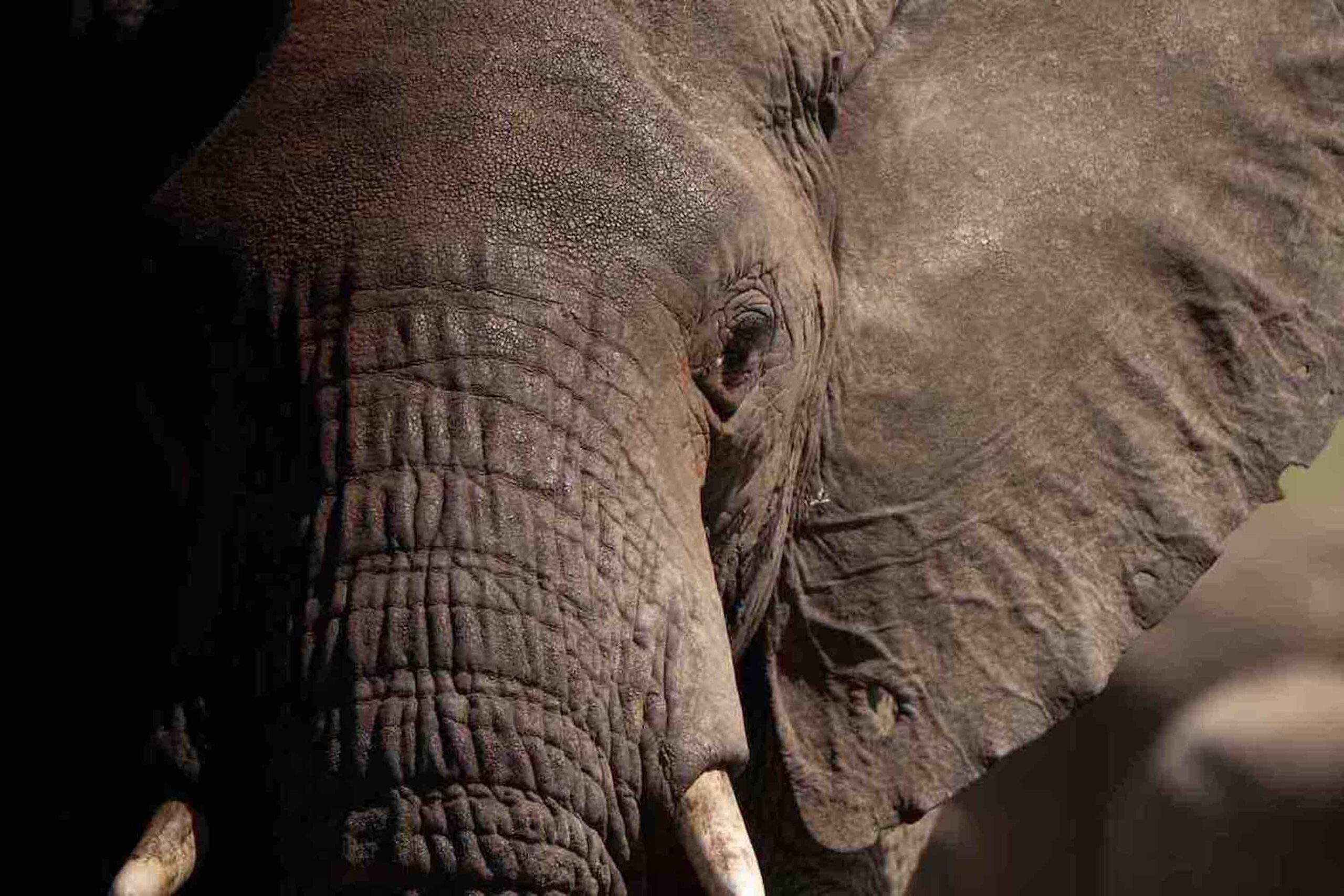 Tarangire Nationalpark i lyxig stil