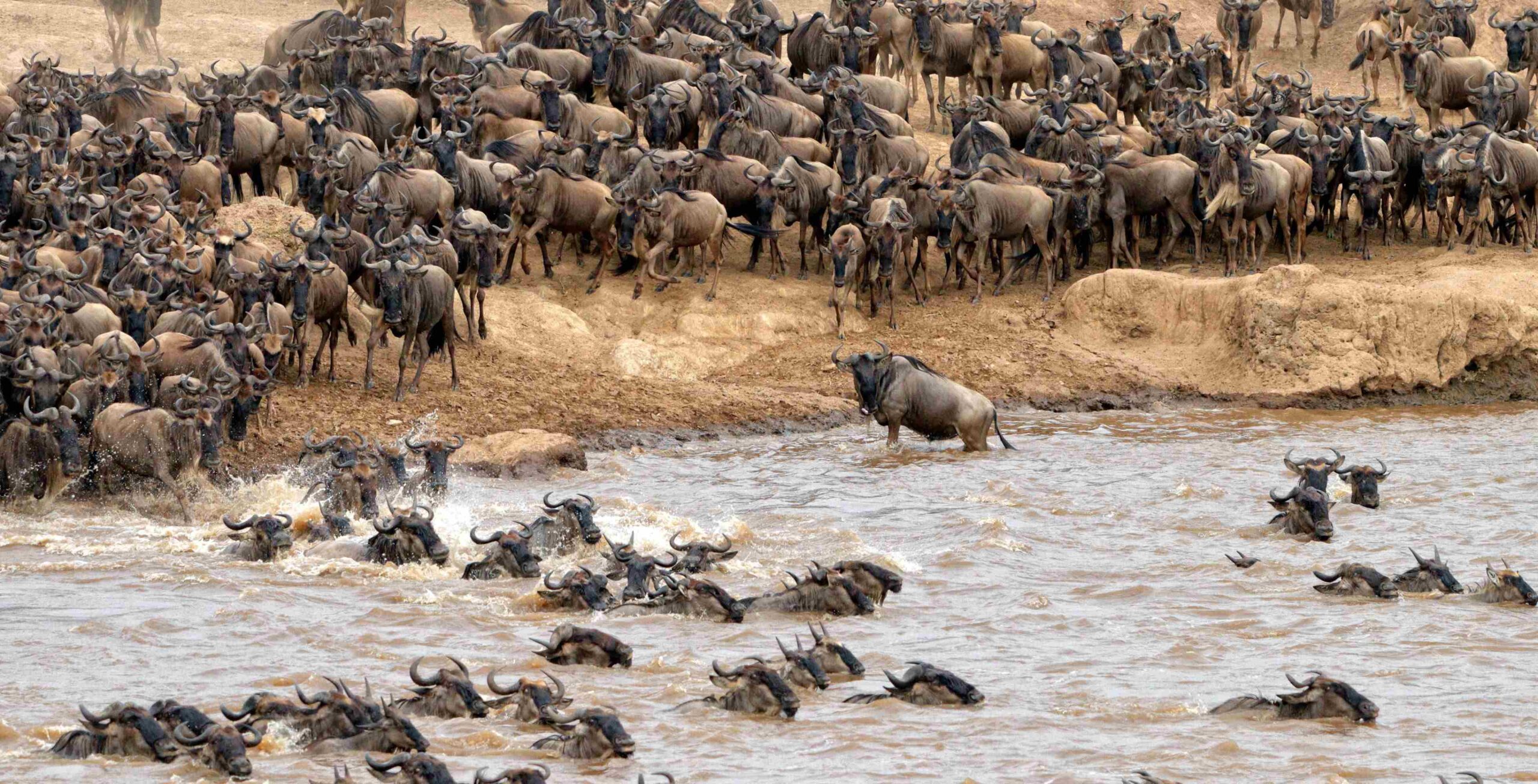 Norra Serengeti och den stora migrationen (möjlighet att se den berömda Mara-flodpassagen)