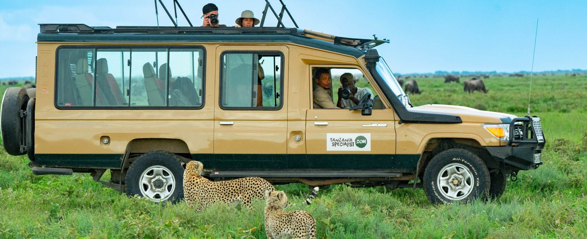 Människor i safarijeep med två geparder framför sig i gräset