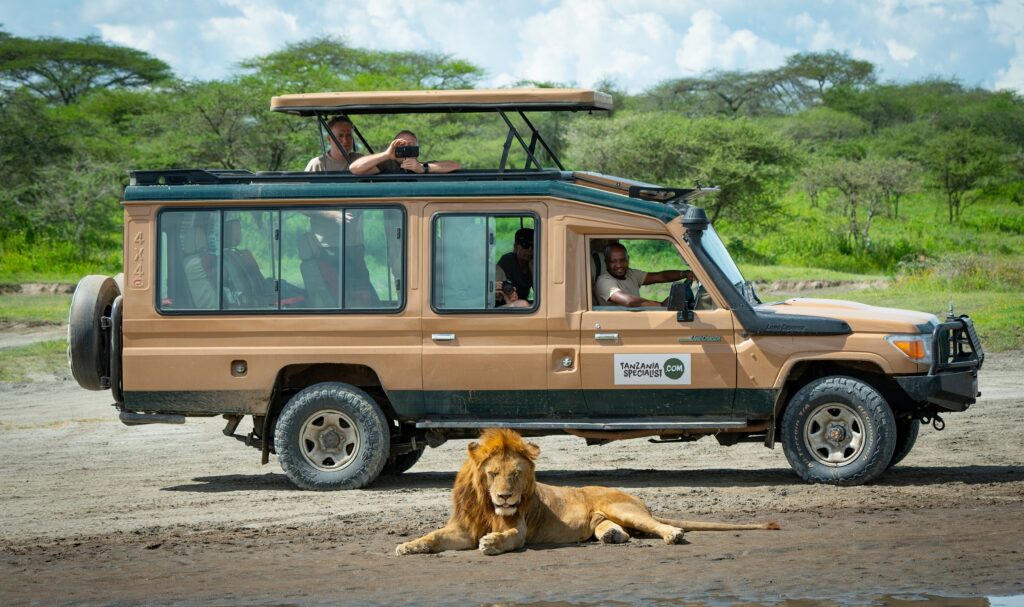 Safari jeep lion private