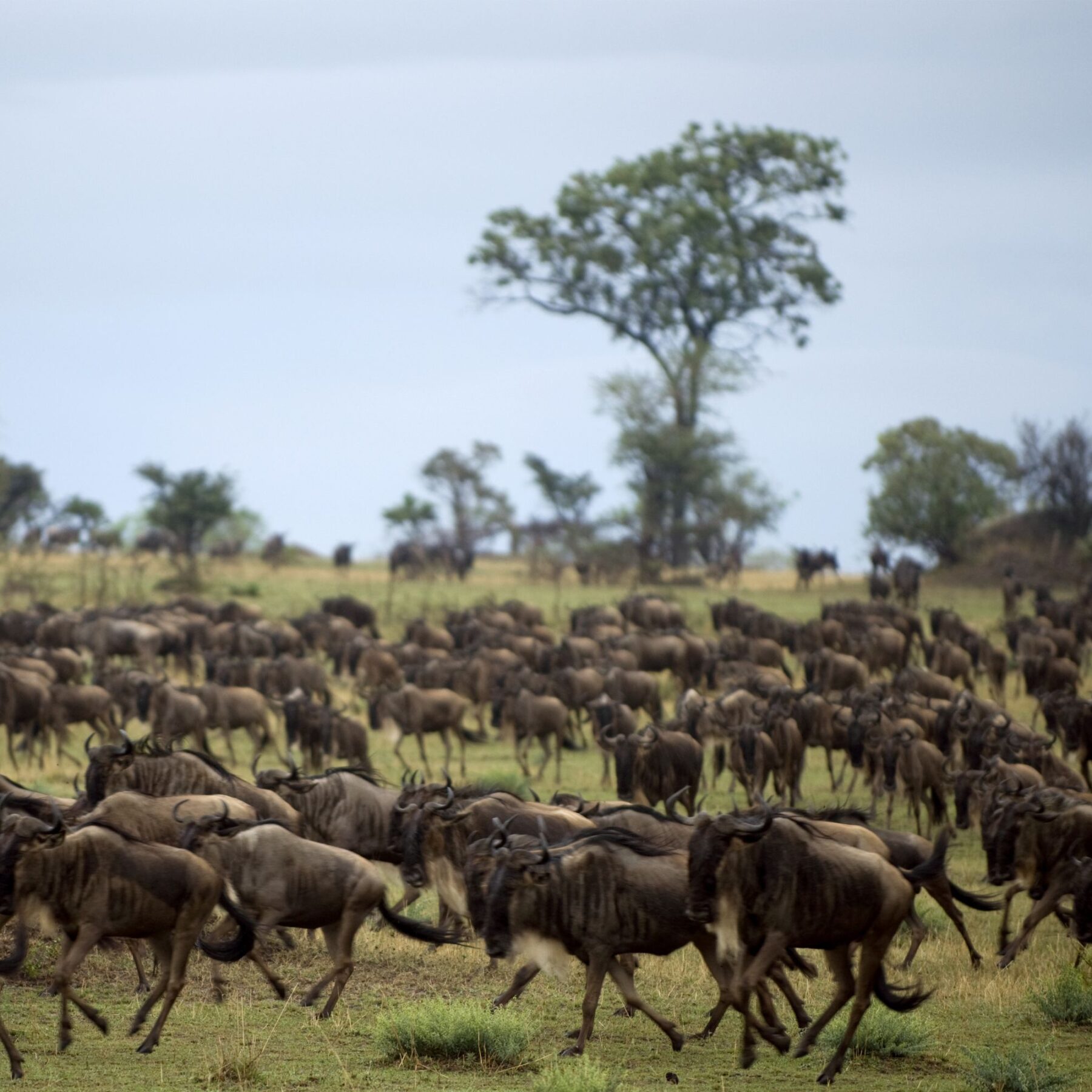 Hundratals betande gnuer i Serengeti