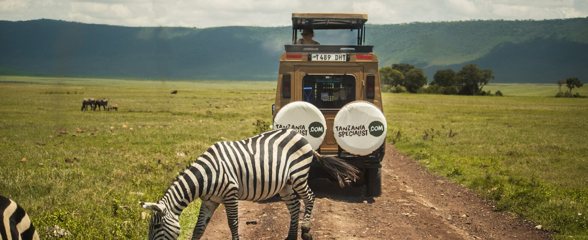 En zebra som betar på savannen med vår safari-jeep i bakgrunden.