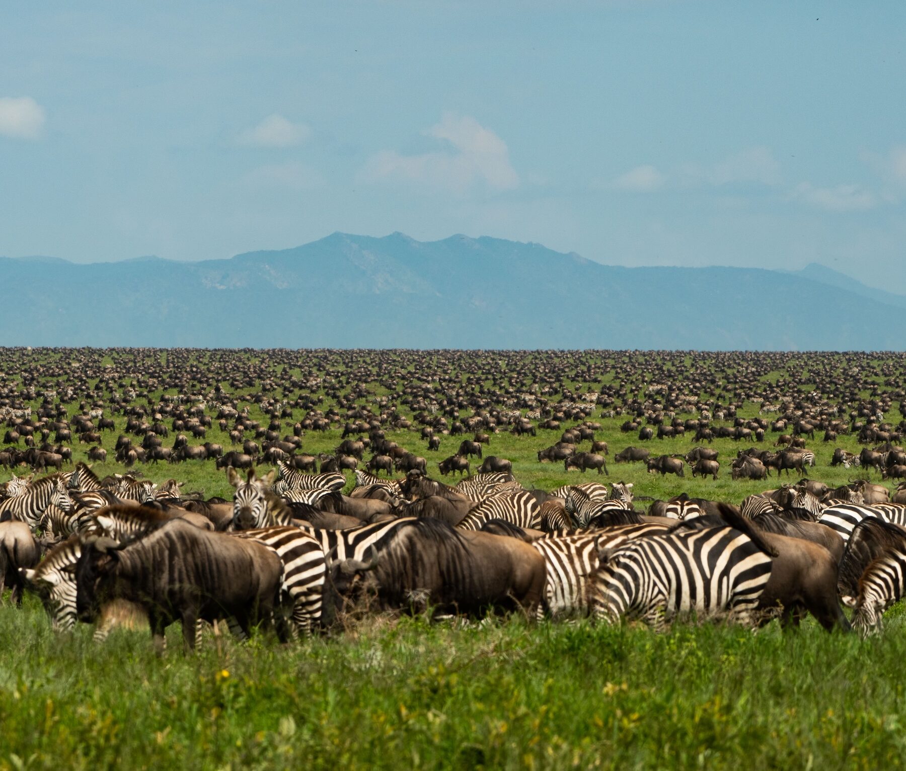 Stor hjord av gnuer och zebror på savannen, med berg i fjärran under klarblå himmel.