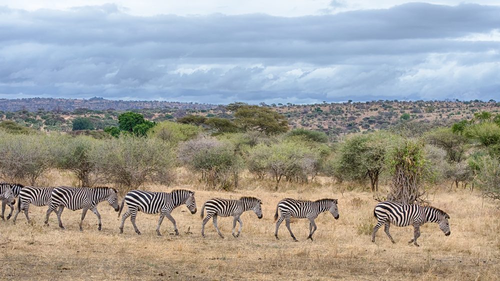 En rad zebror som vandrar över den torra savannen i Tanzania, med busklandskap och molnig himmel i bakgrunden.