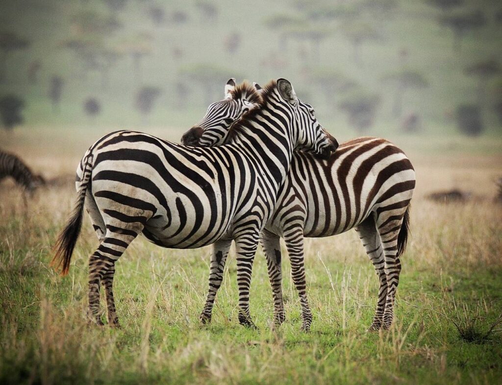 Giraffe på den afrikanska savannen