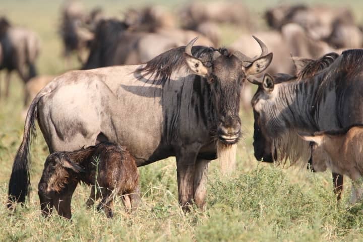 Ndutu Regionen (Den stora migrationen - Kalvningssäsongen)