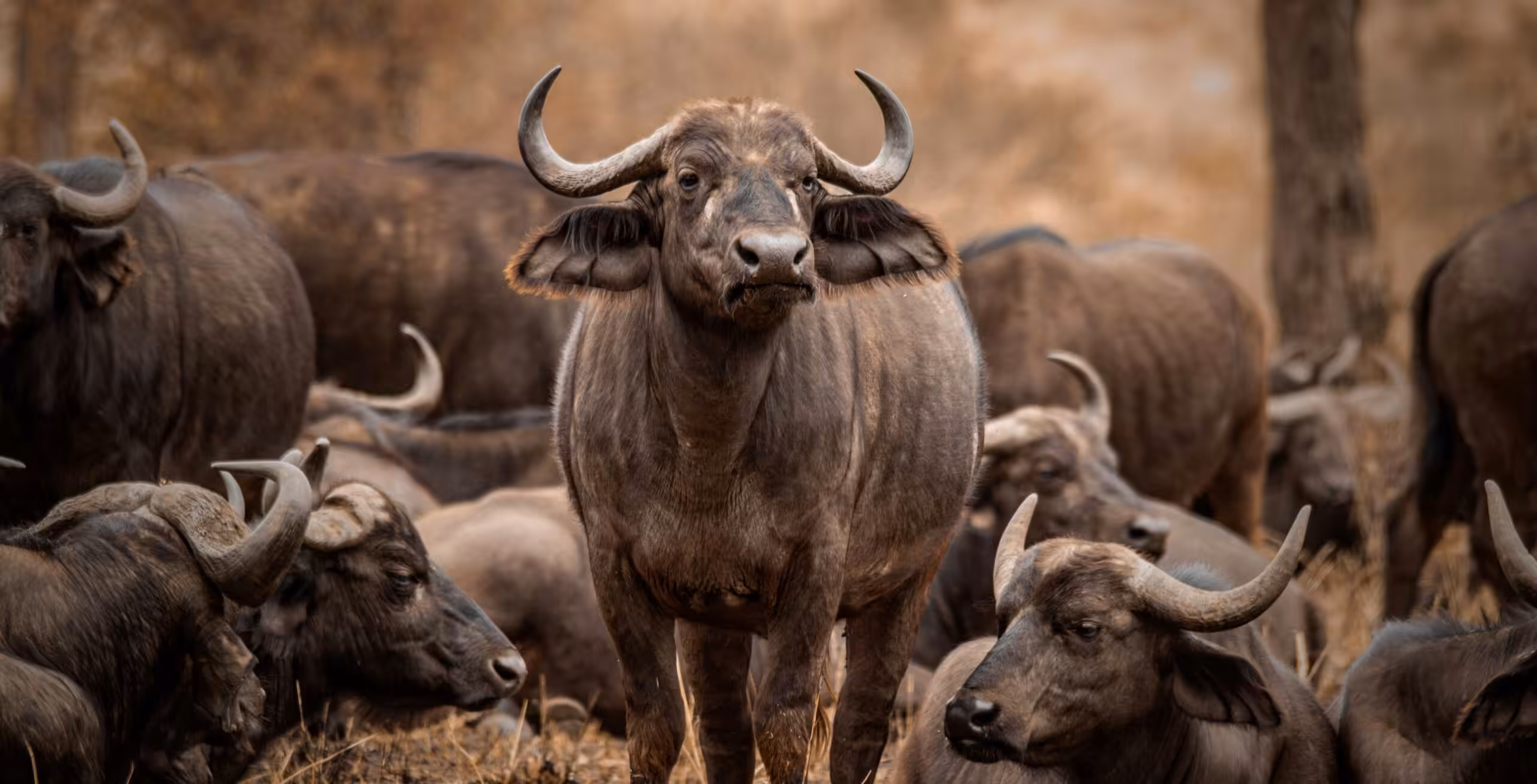 Lake Manyara Nationalpark
