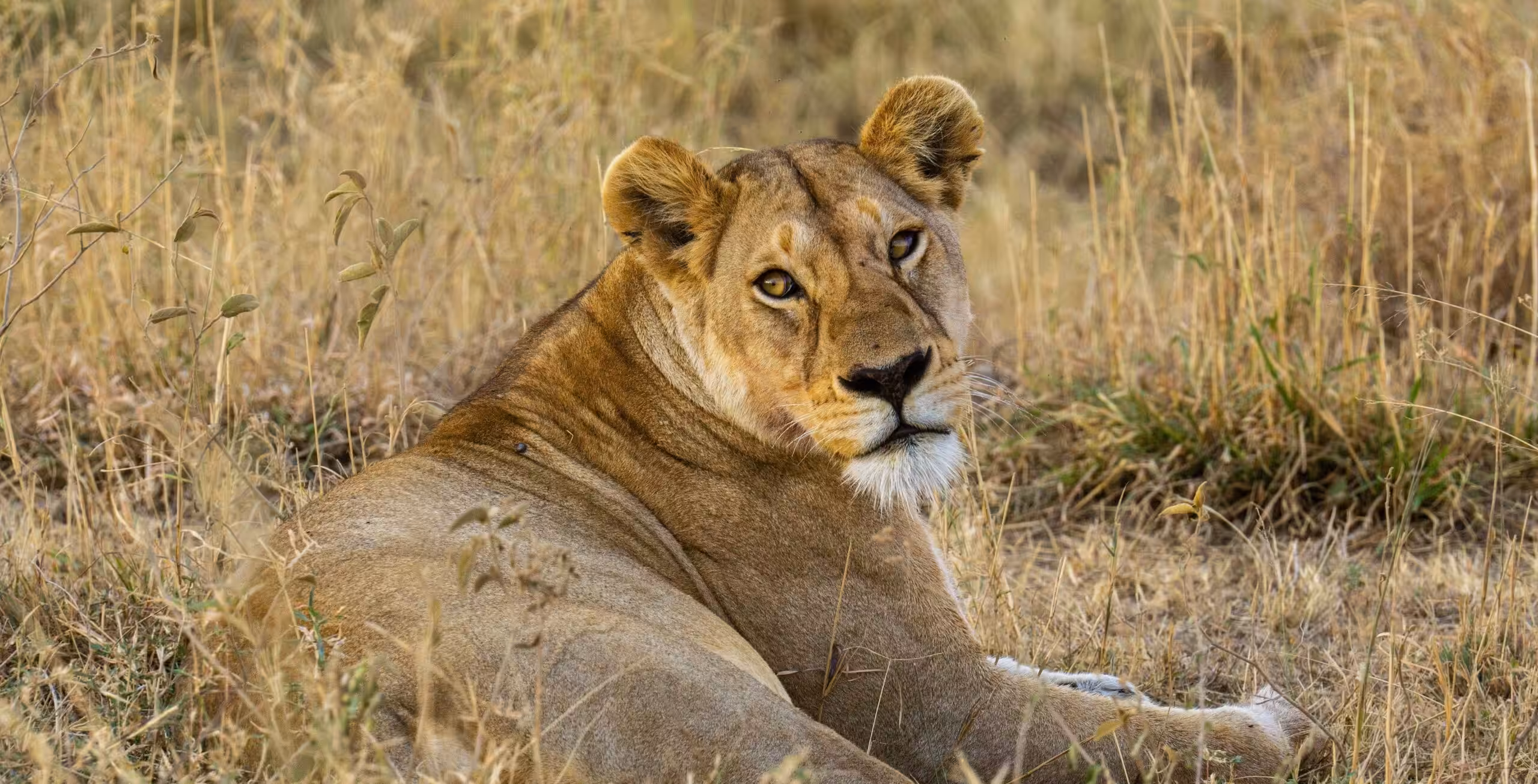 Serengeti Nationalpark i lyxig stil – via flyg