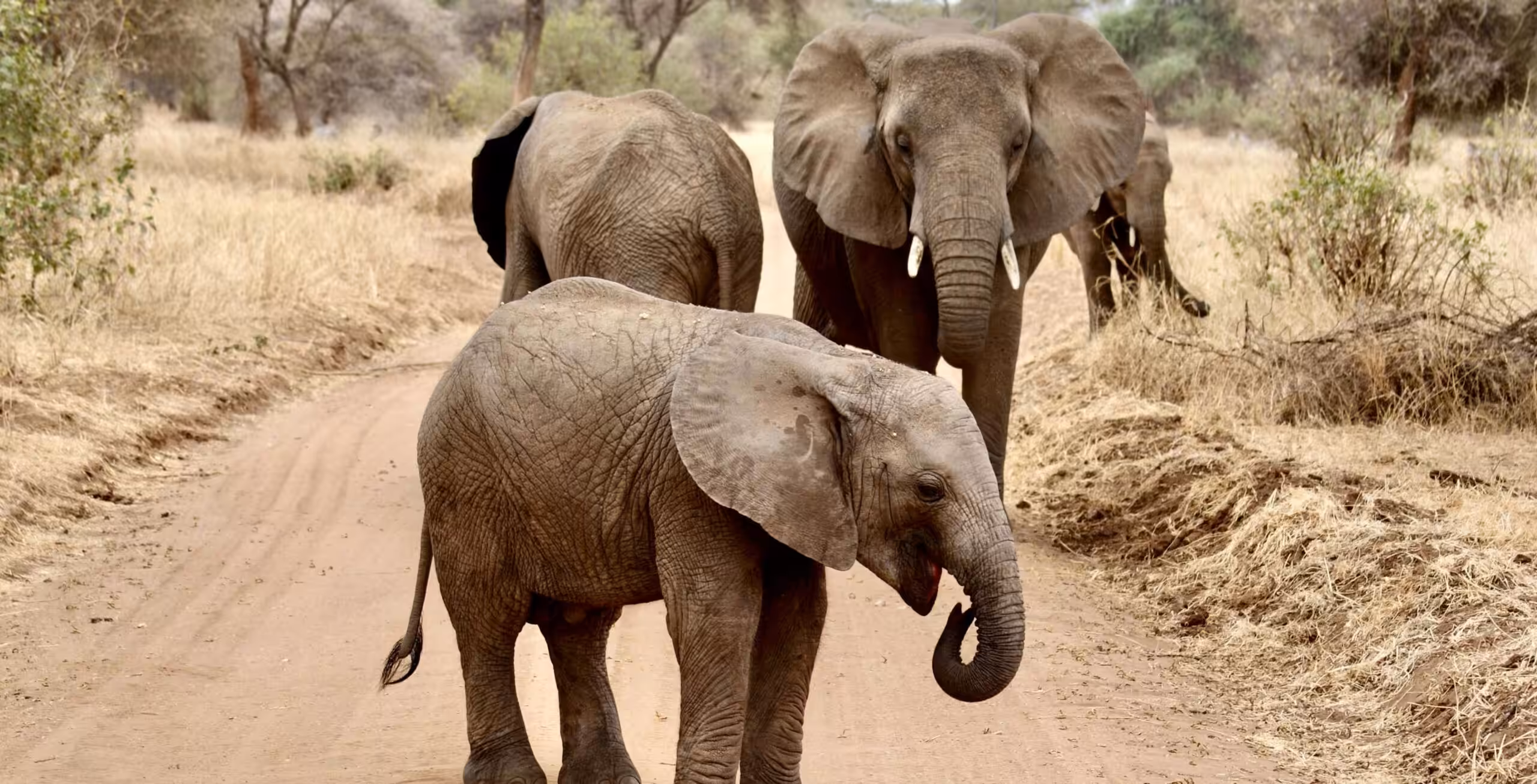 Tarangire Nationalpark