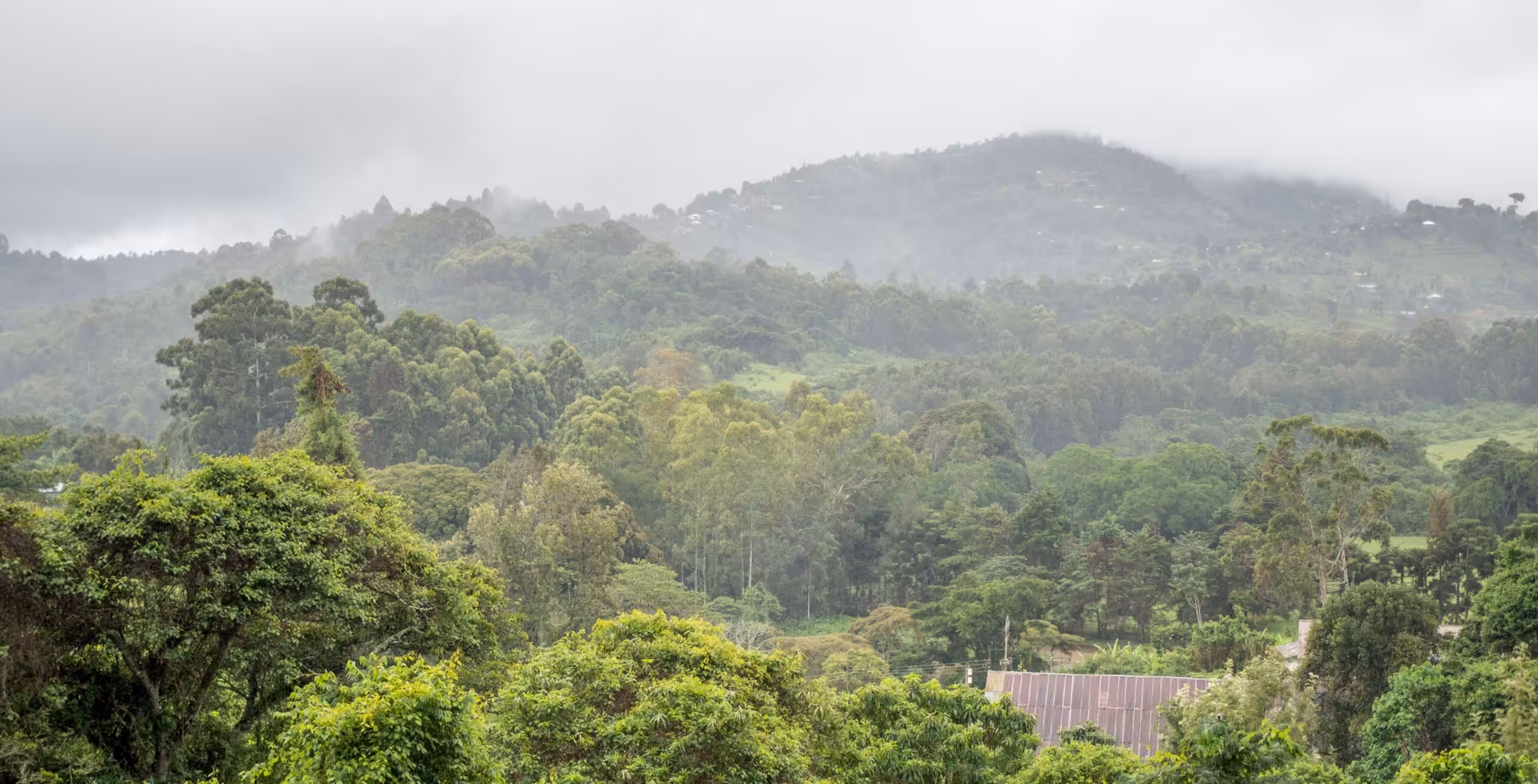 Usambarabergen - Magoroto Forest Estate