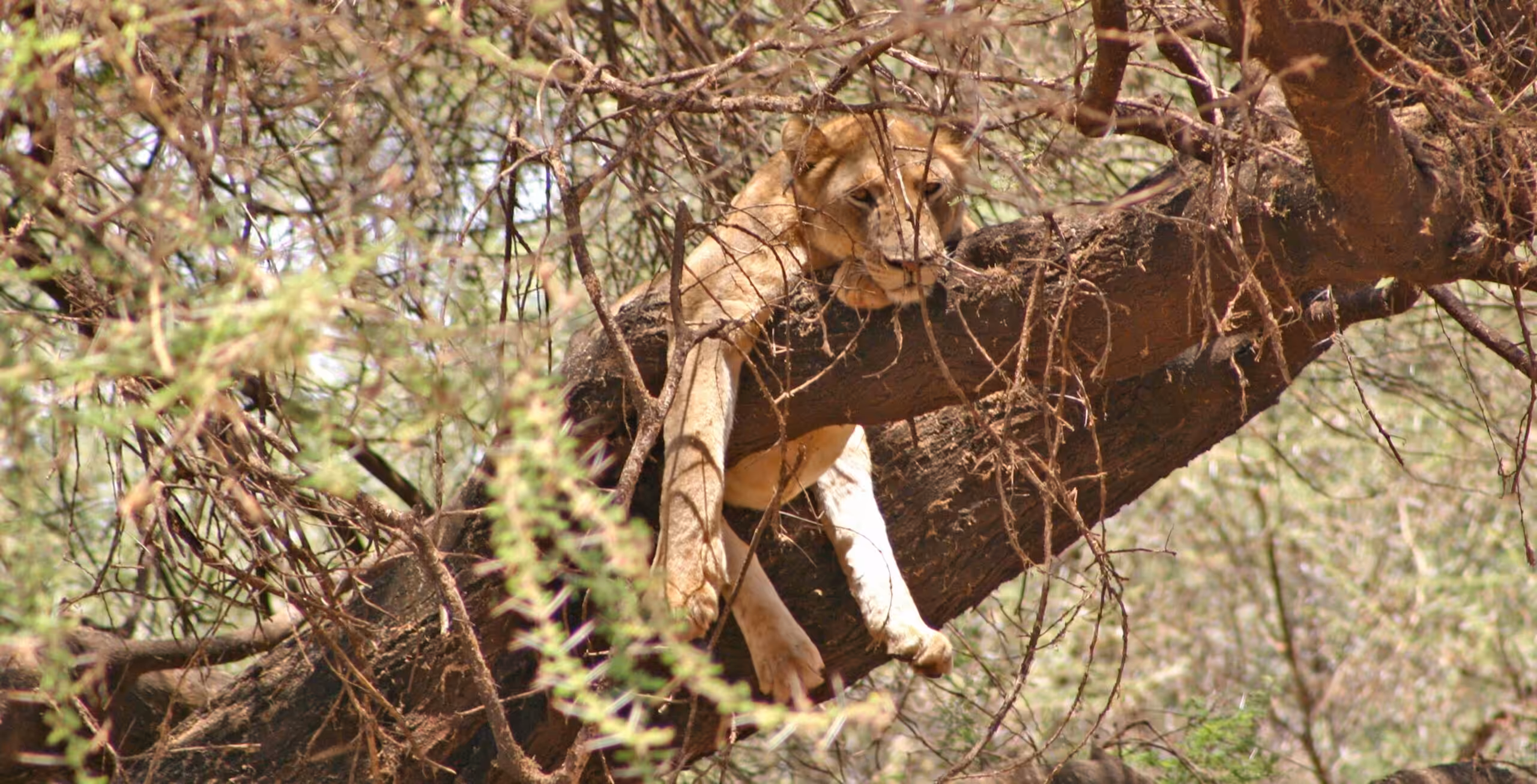 Lake Manyara Nationalpark - i lyxig stil!
