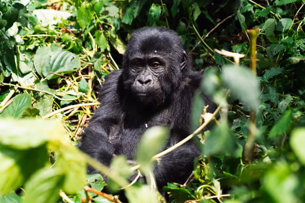 En ung gorilla sitter mitt bland gröna buskar i Uganda