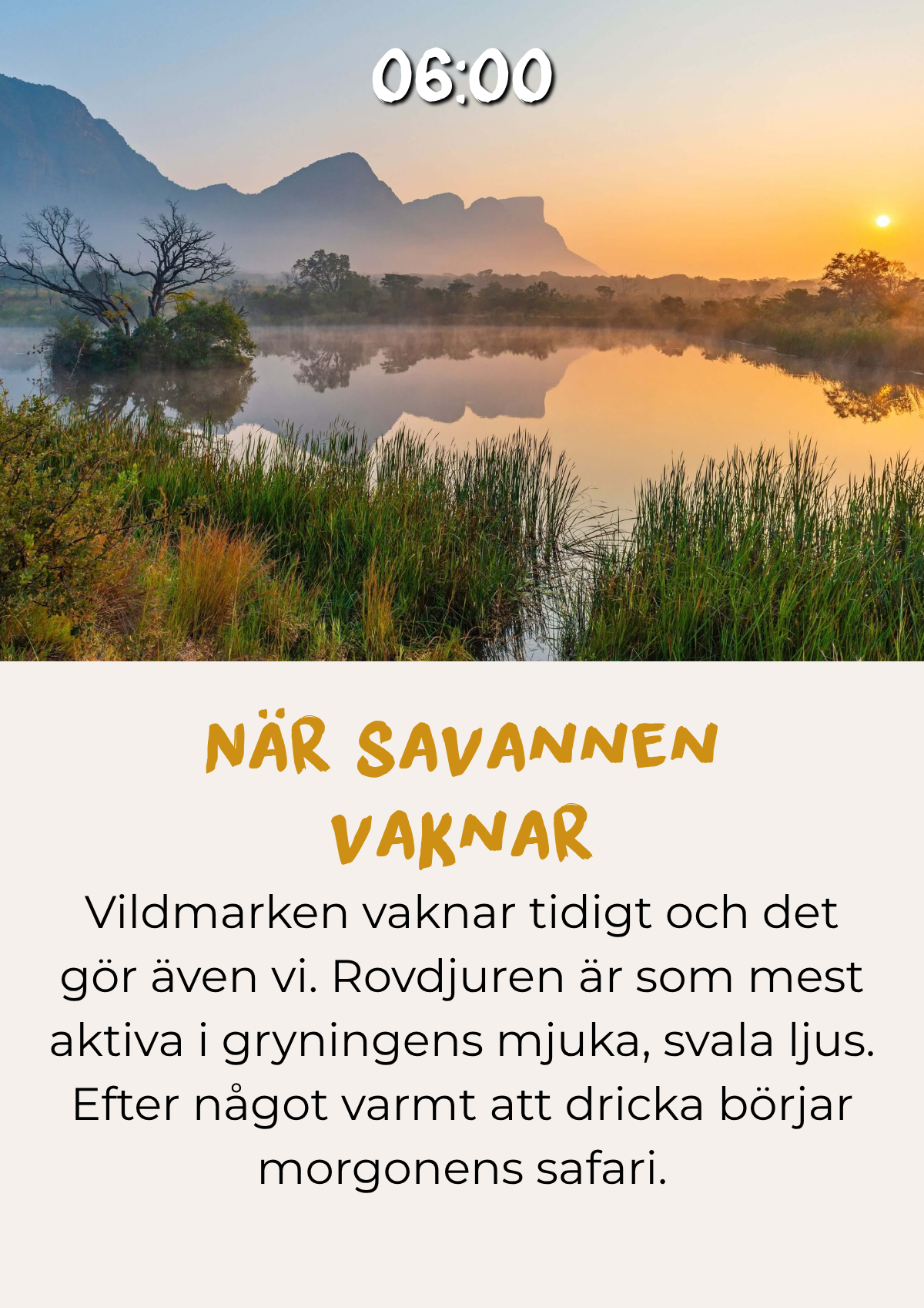 Morgonsafari i gryningsljuset i Tanzania