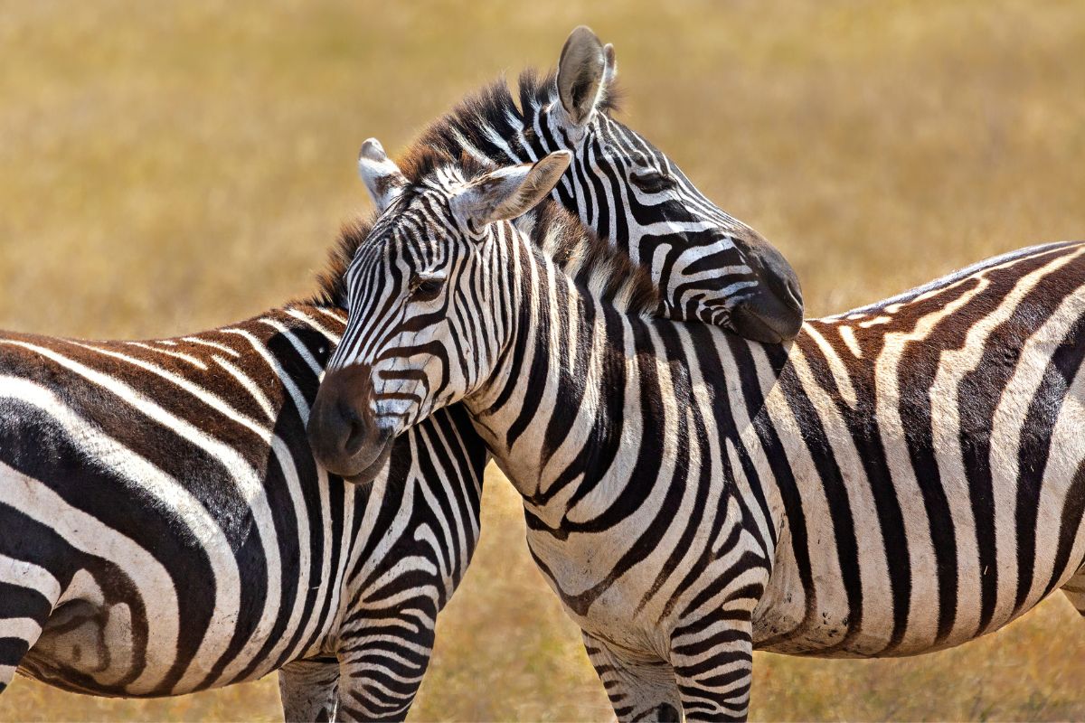 Burchell’s Zebra