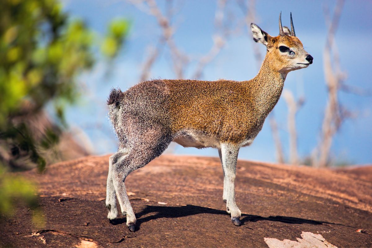 Klipspringer