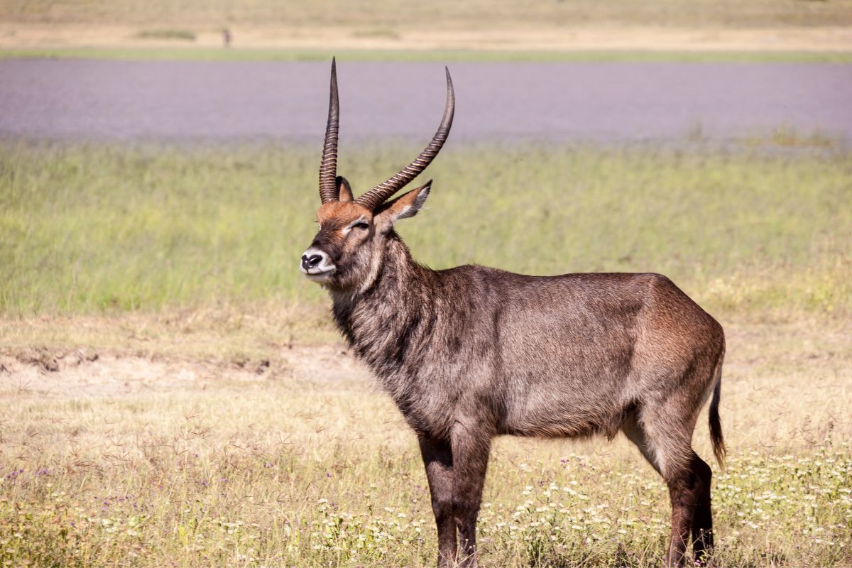 Waterbuck serengeti antelope