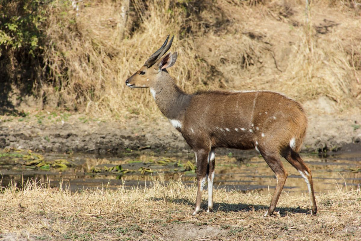 Bushbuck