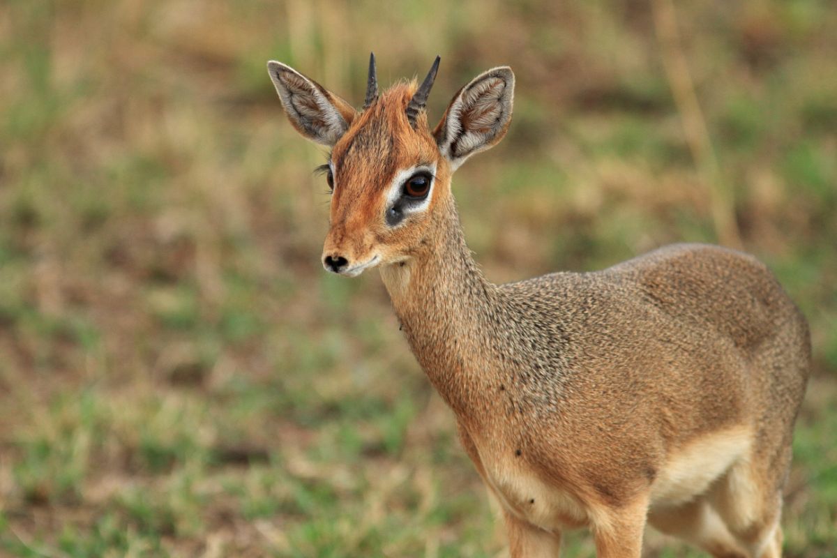 Dik-Dik