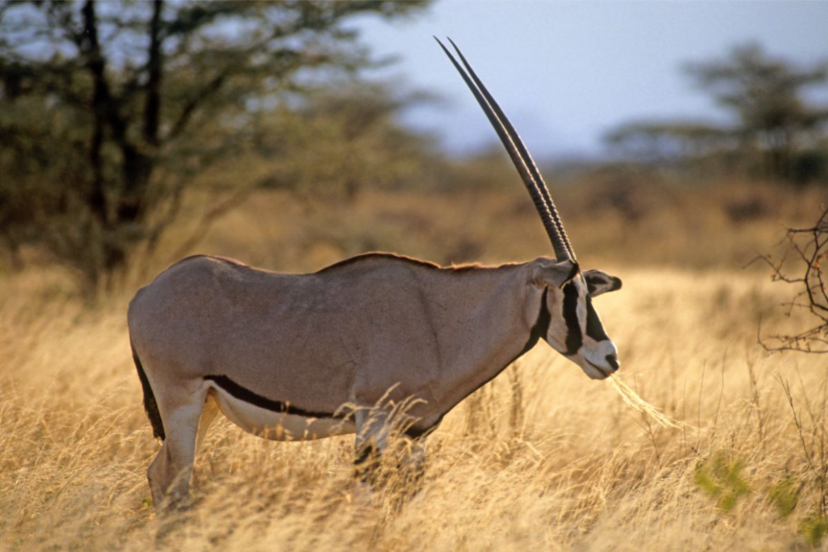 East African Oryx