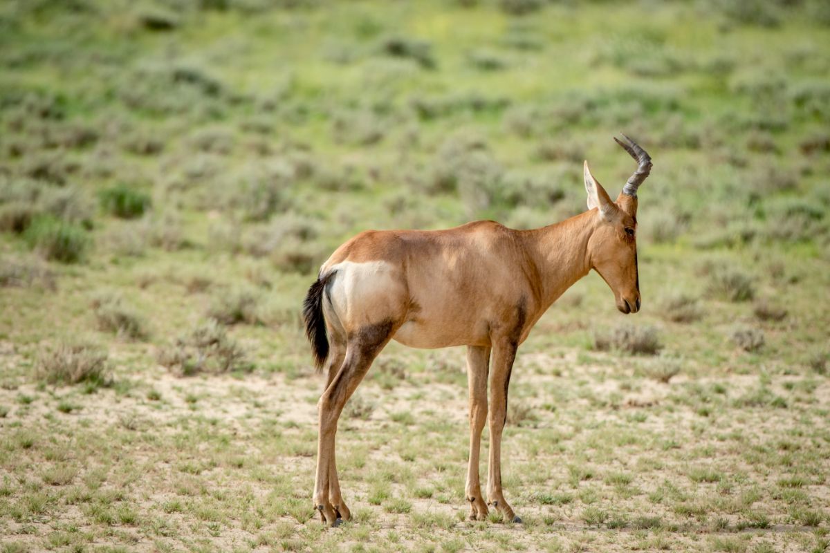 Hartebeest in the Serengeti National park